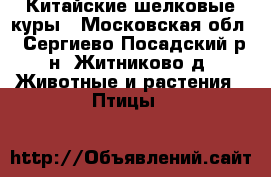 Китайские шелковые куры - Московская обл., Сергиево-Посадский р-н, Житниково д. Животные и растения » Птицы   